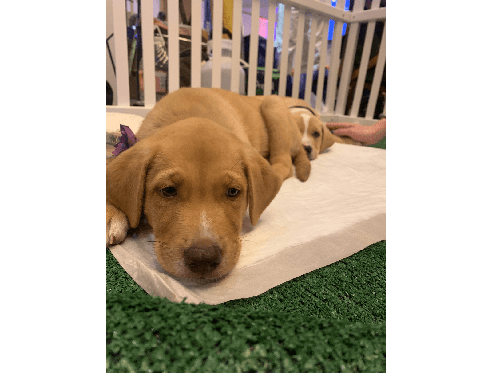 secoda puppies